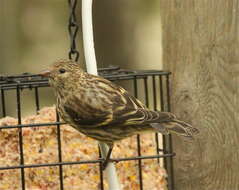 Image of Pine Siskin