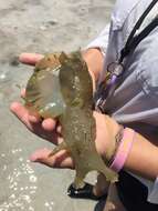 Image of Black-tailed sea hare