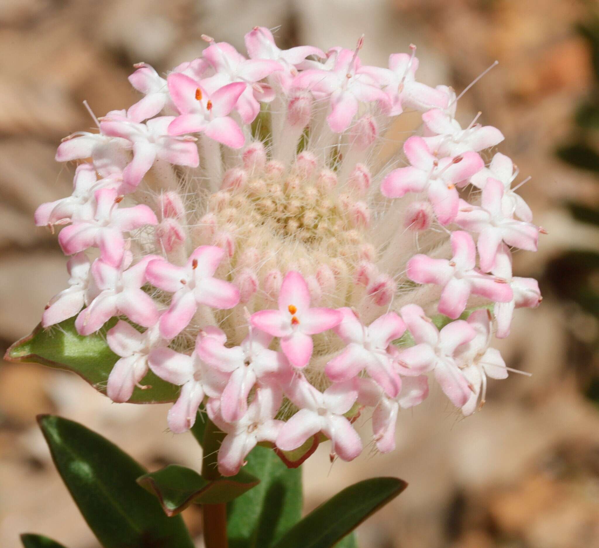 Image of Pimelea hispida R. Br.