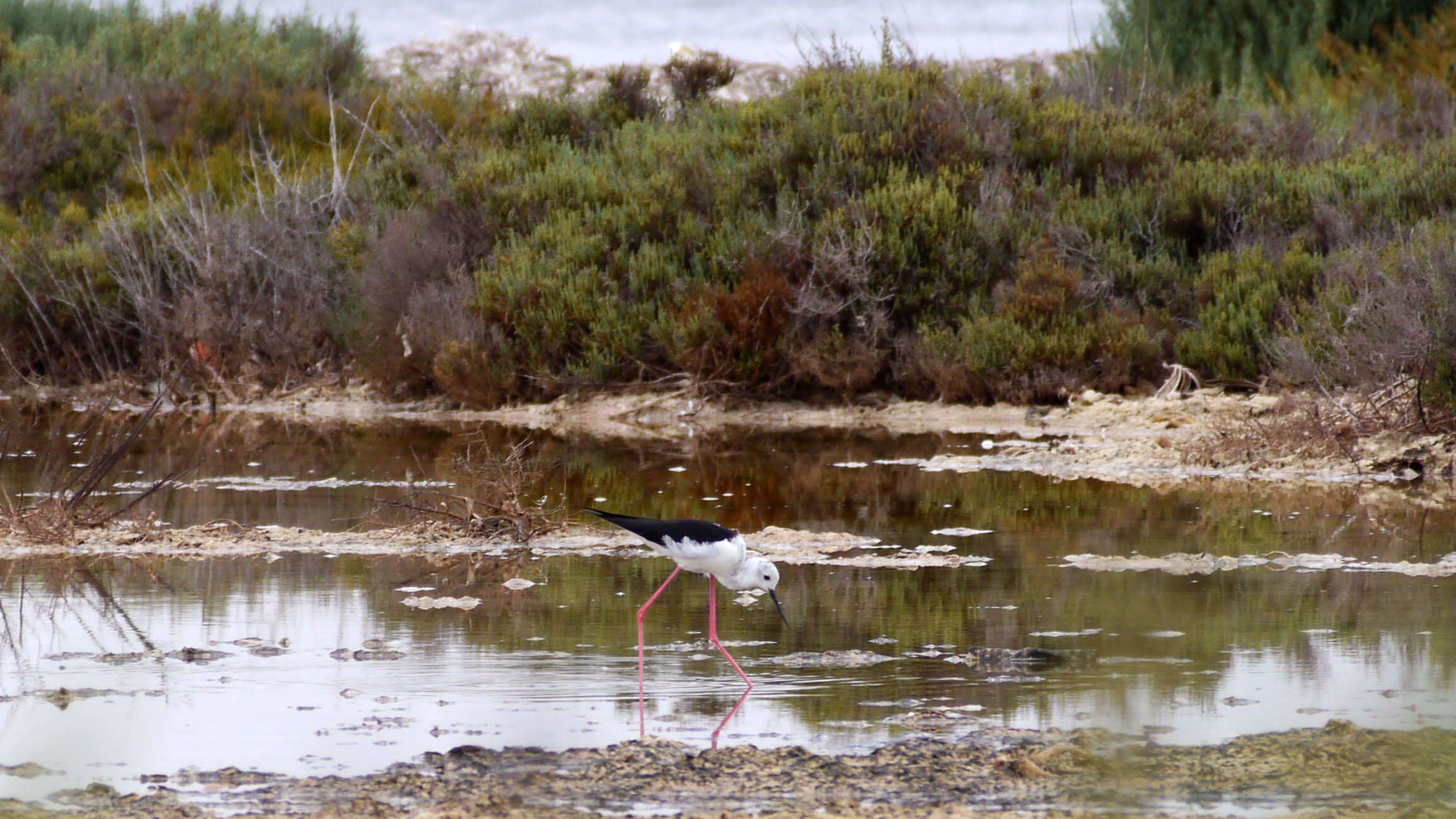 Image of Shrubby Glasswort