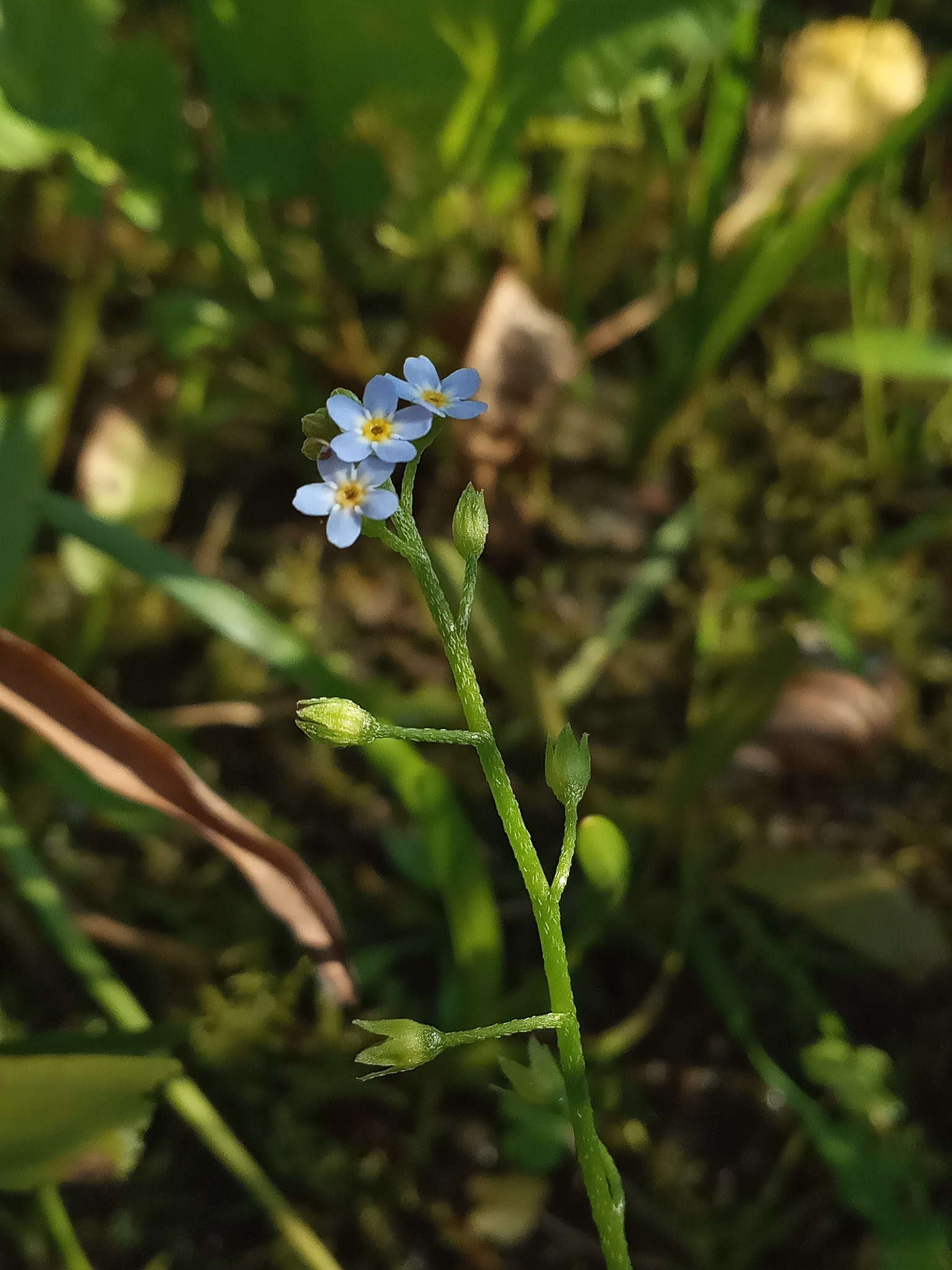 Слика од Myosotis laxa subsp. cespitosa (C. F. Schultz) Nordh.