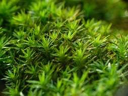 Image of pogonatum moss