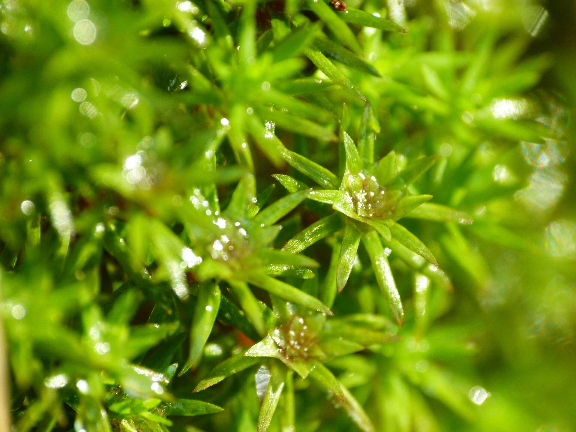 Image of pogonatum moss