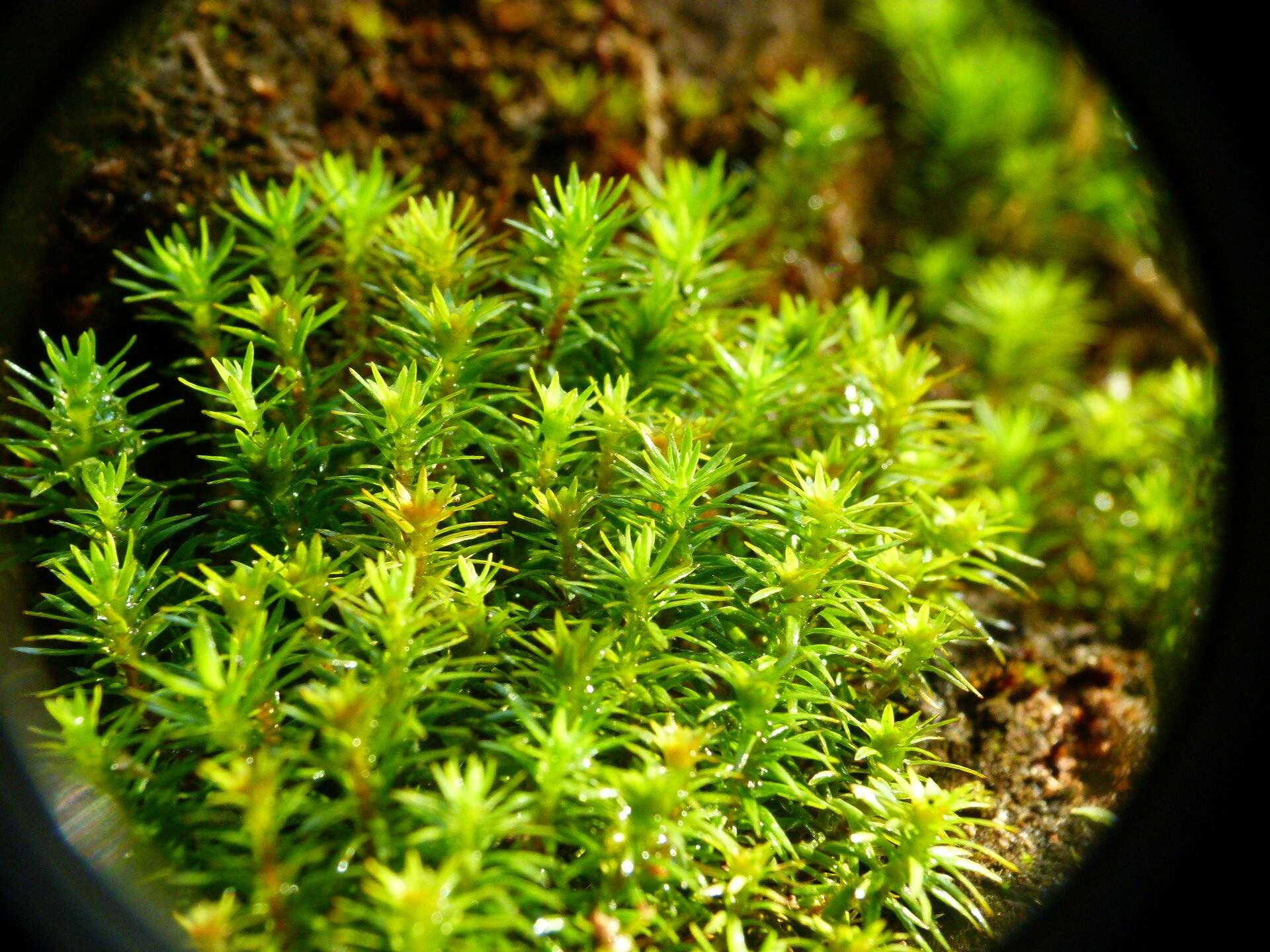 Image of pogonatum moss