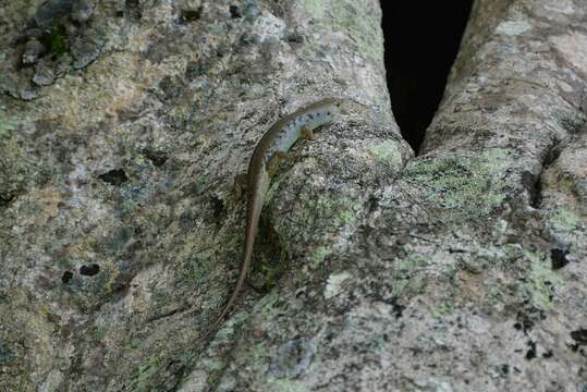 Image of Medway's Emo Skink