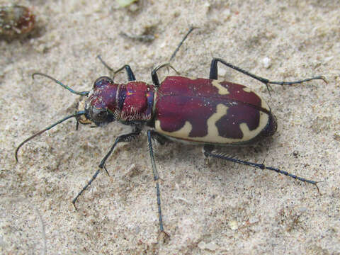 Image of Beautiful tiger beetle