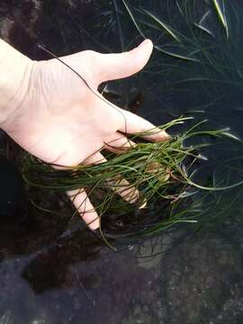 Image of Torrey's surfgrass