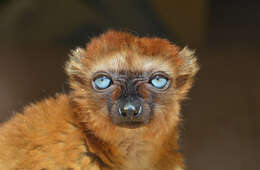 Image of Blue-eyed Black Lemur