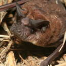 Image of Madagascar White-bellied Free-tailed Bat,