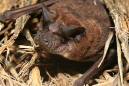 Image of Madagascar White-bellied Free-tailed Bat,