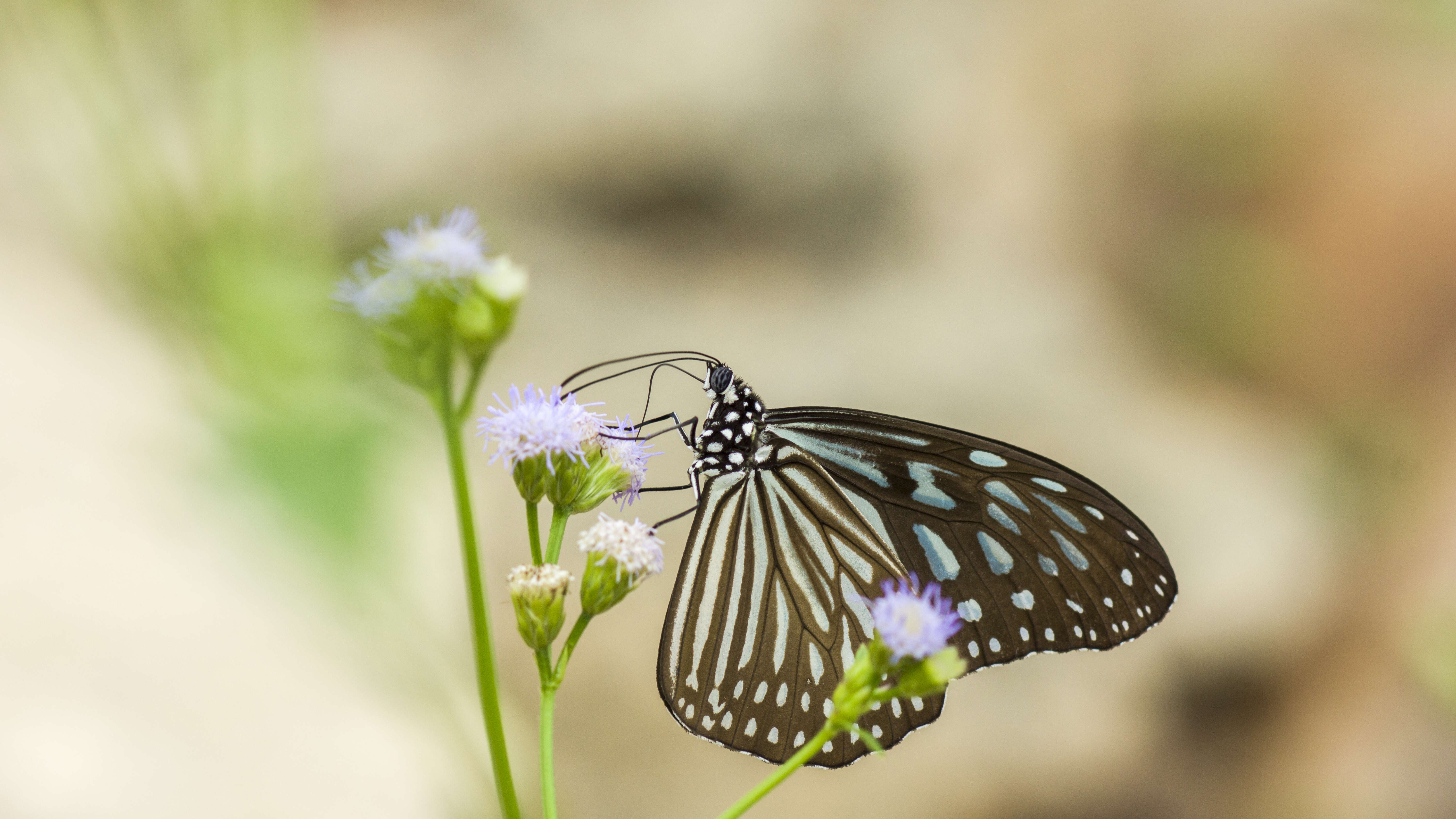 Image of Ideopsis similis Linnaeus 1758