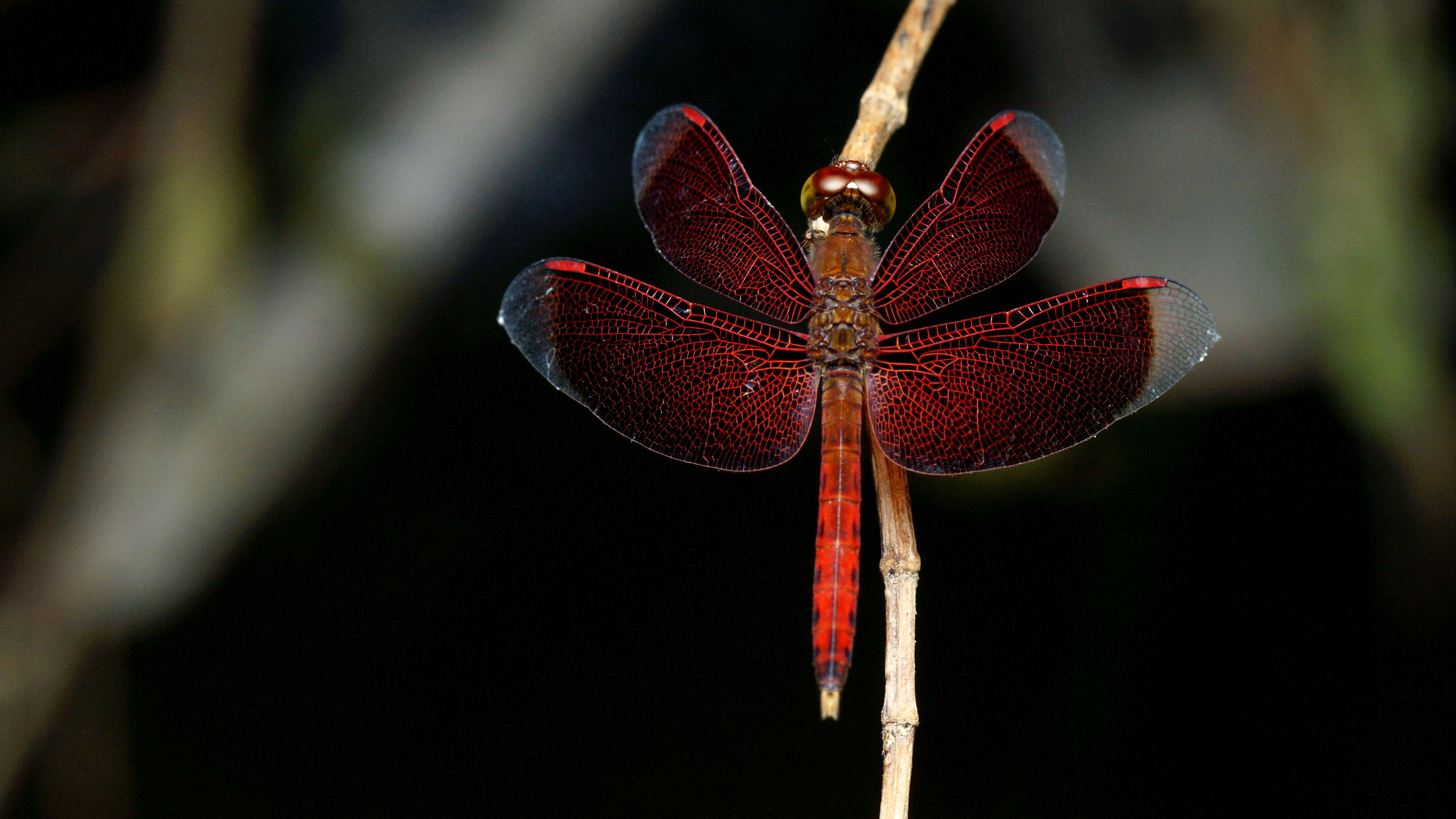 Image of Neurothemis fluctuans (Fabricius 1793)