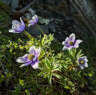 صورة Anemone multiceps (Greene) Standl.