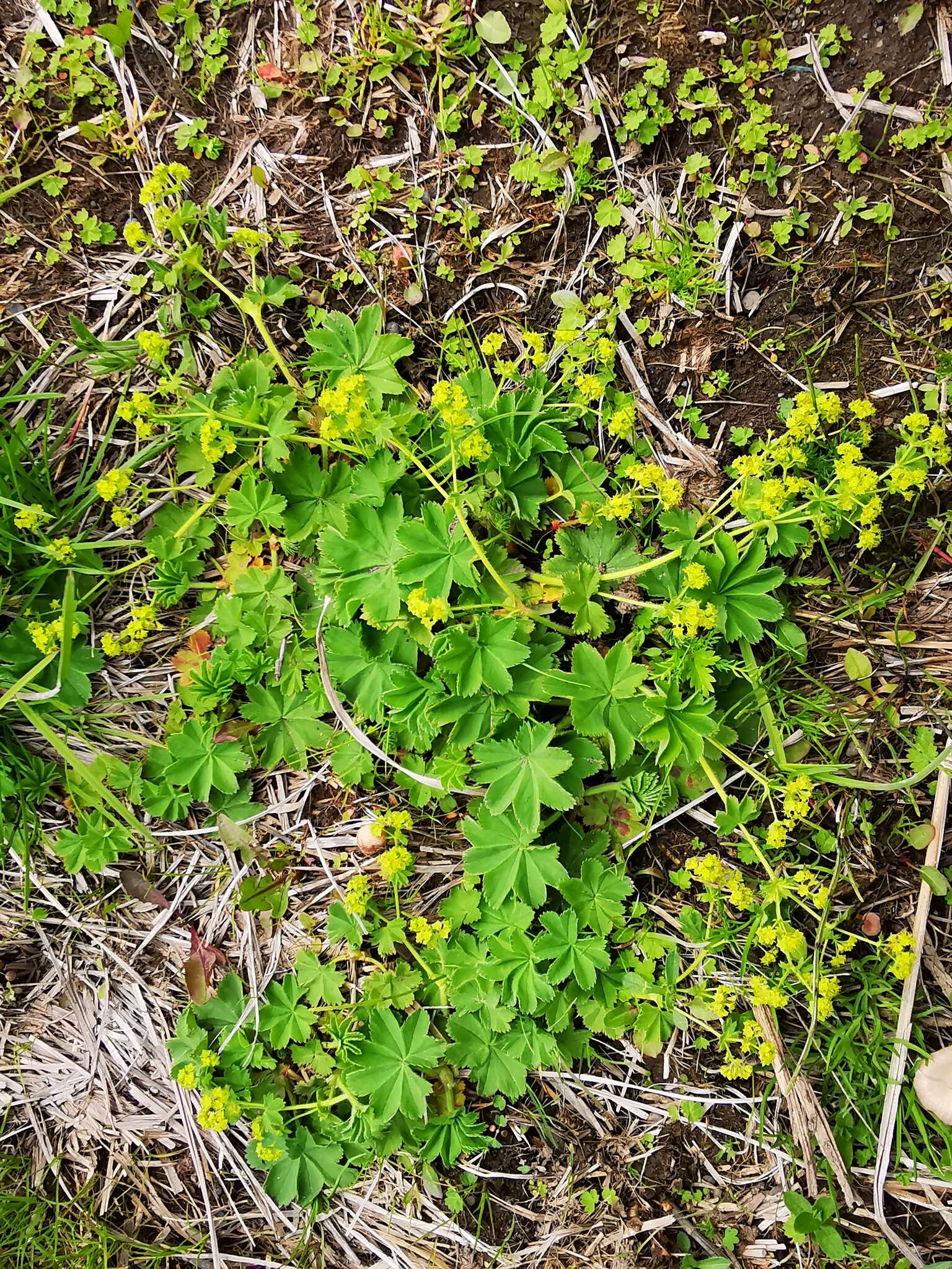 Image of broadtooth lady's mantle