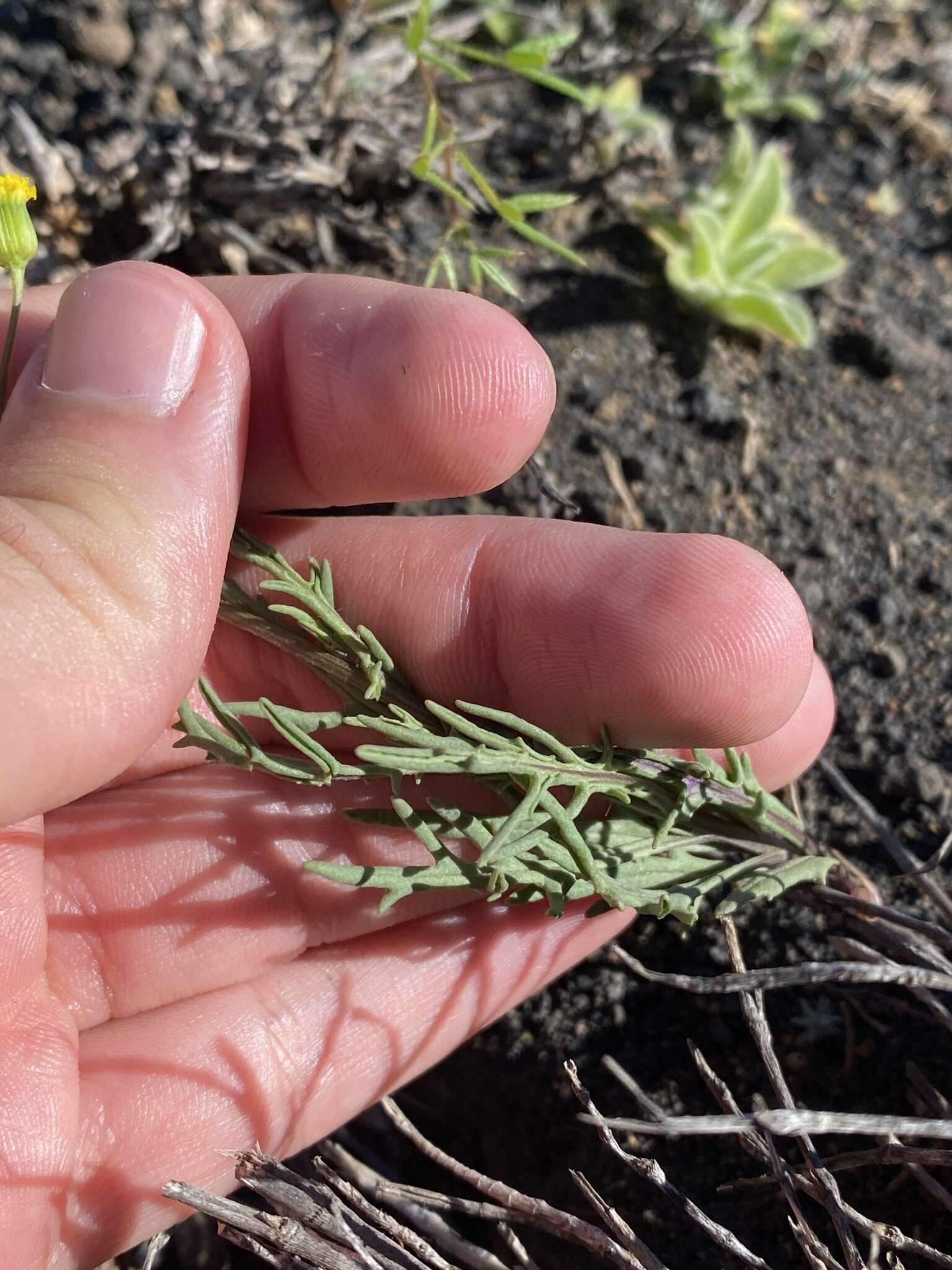 Plancia ëd Senecio glaucus L.