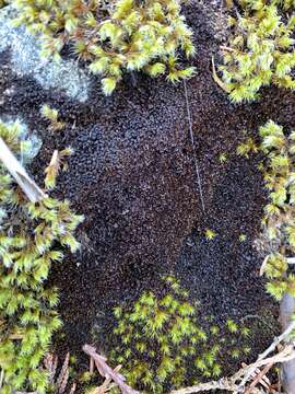 Imagem de Marsupella sphacelata (Giesecke ex Lindenb.) Dumort.