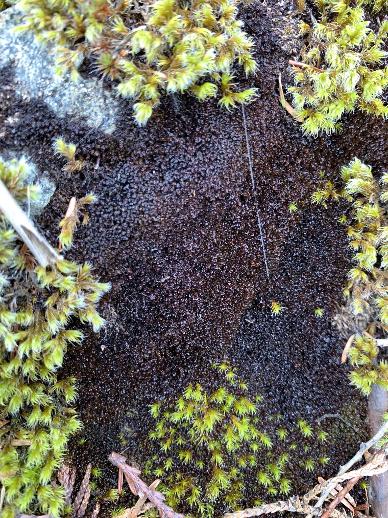 Image of Marsupella sphacelata (Giesecke ex Lindenb.) Dumort.