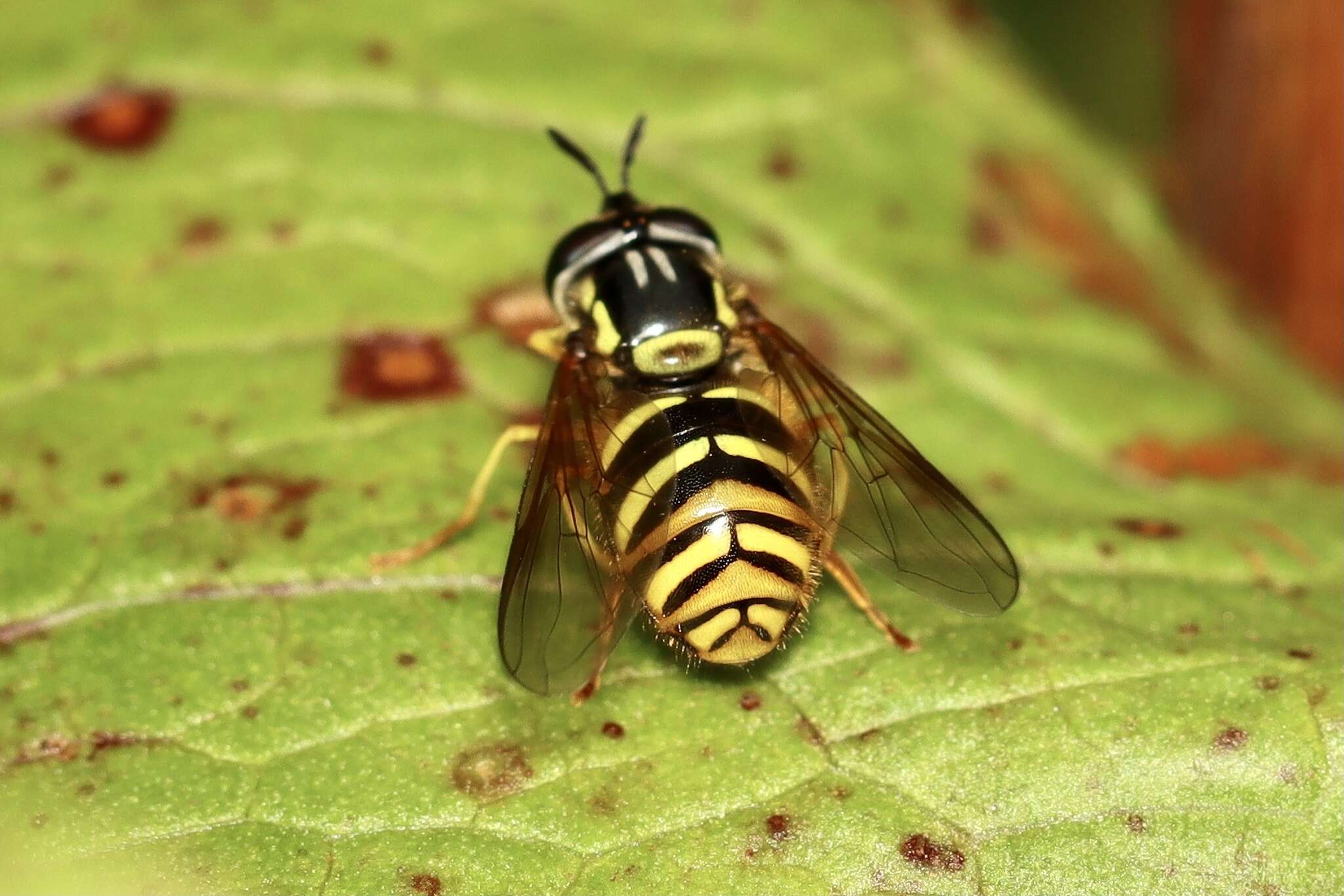 Plancia ëd Chrysotoxum arcuatum (Linnaeus 1758)