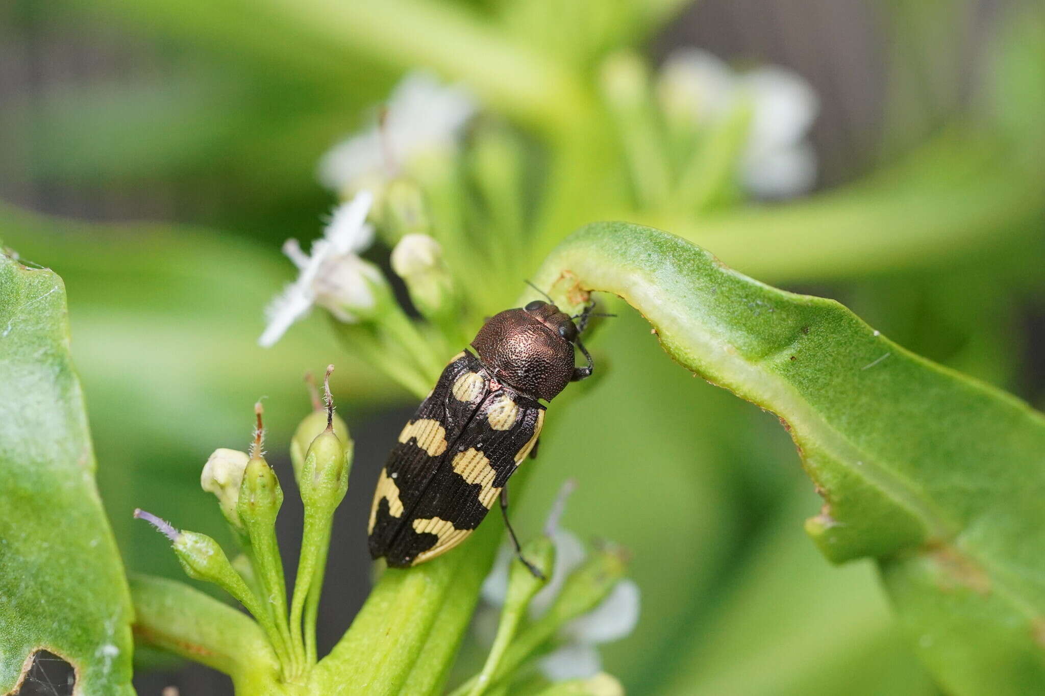 Image of Castiarina cupreoflava (Saunders 1869)