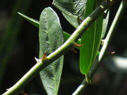 Image de Capparis sepiaria var. citrifolia (Lam.) Tölk.