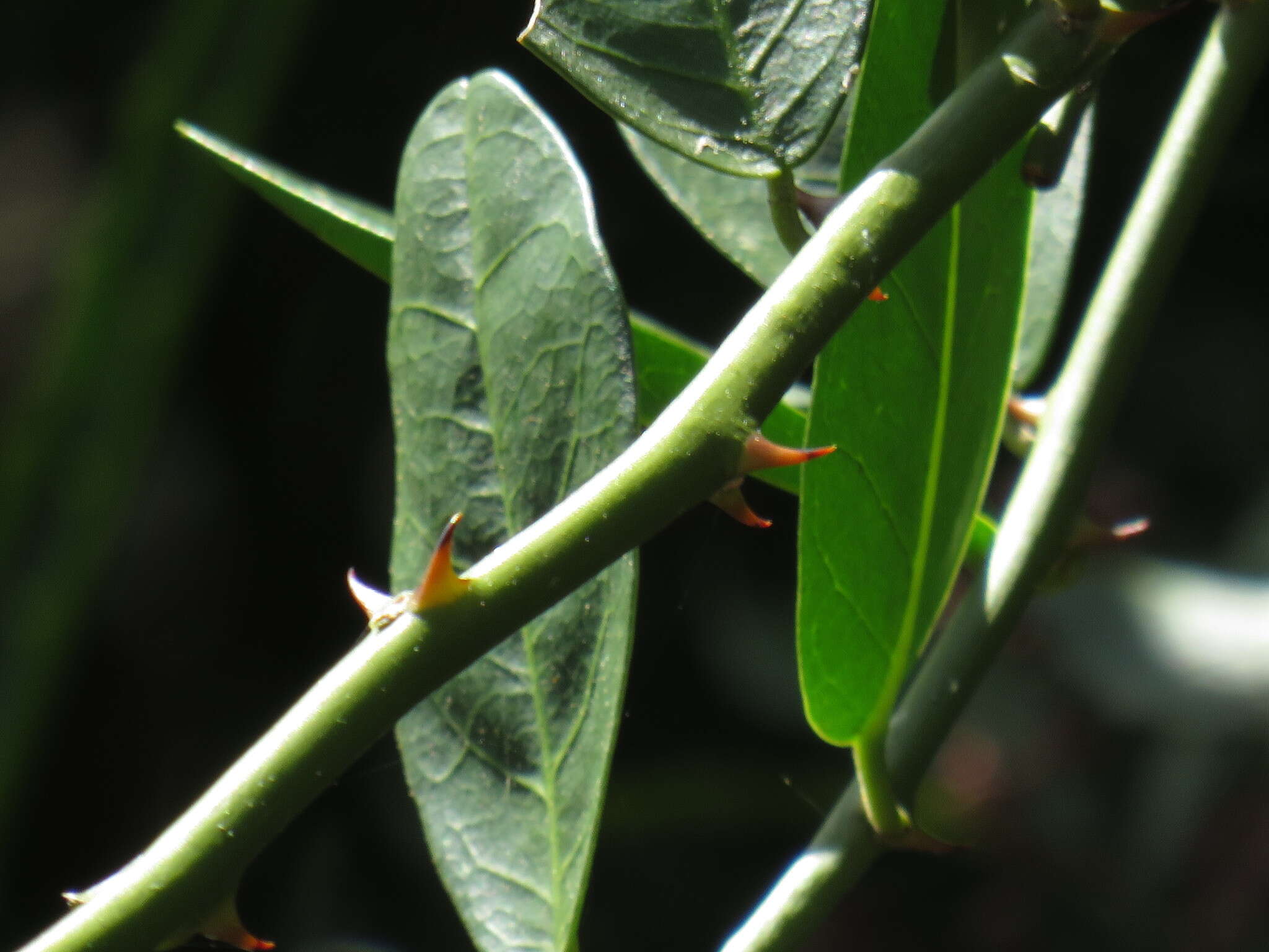 Image of Capparis sepiaria var. citrifolia (Lam.) Tölk.