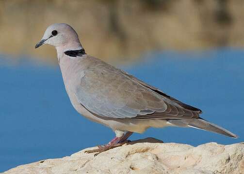 Image of Cape Turtle Dove