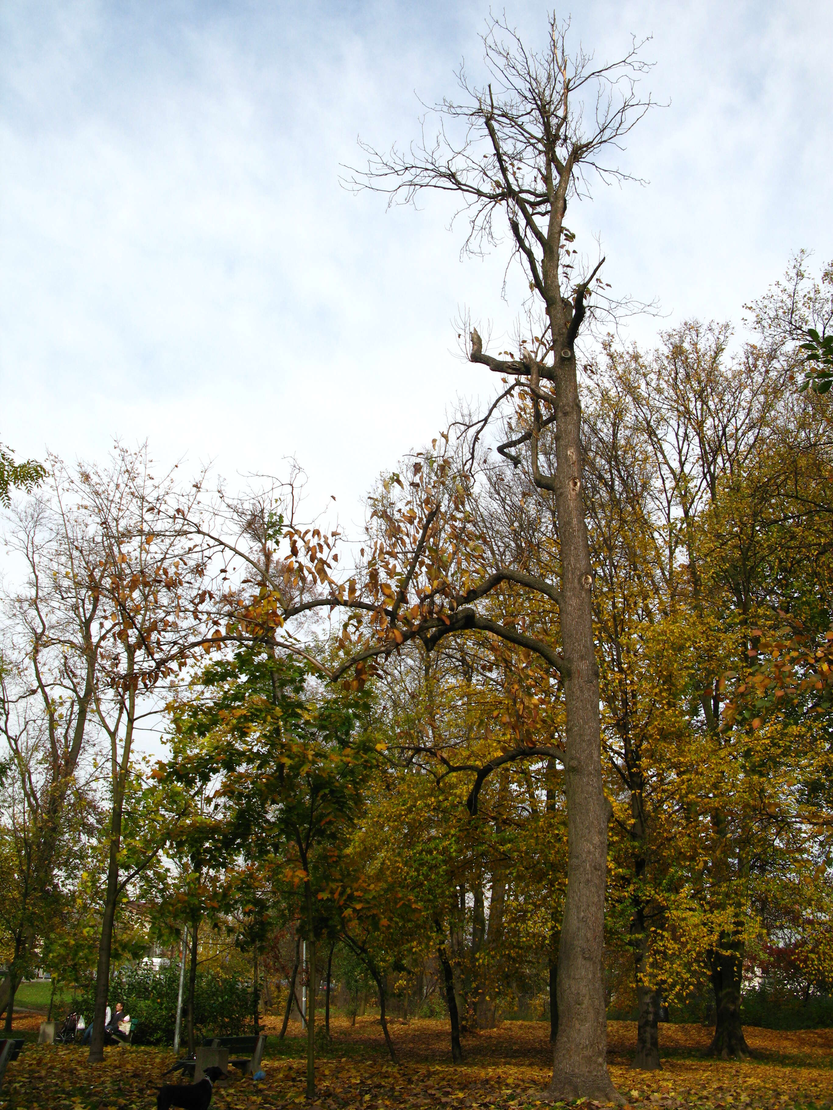 Image of Cucumber Magnolia