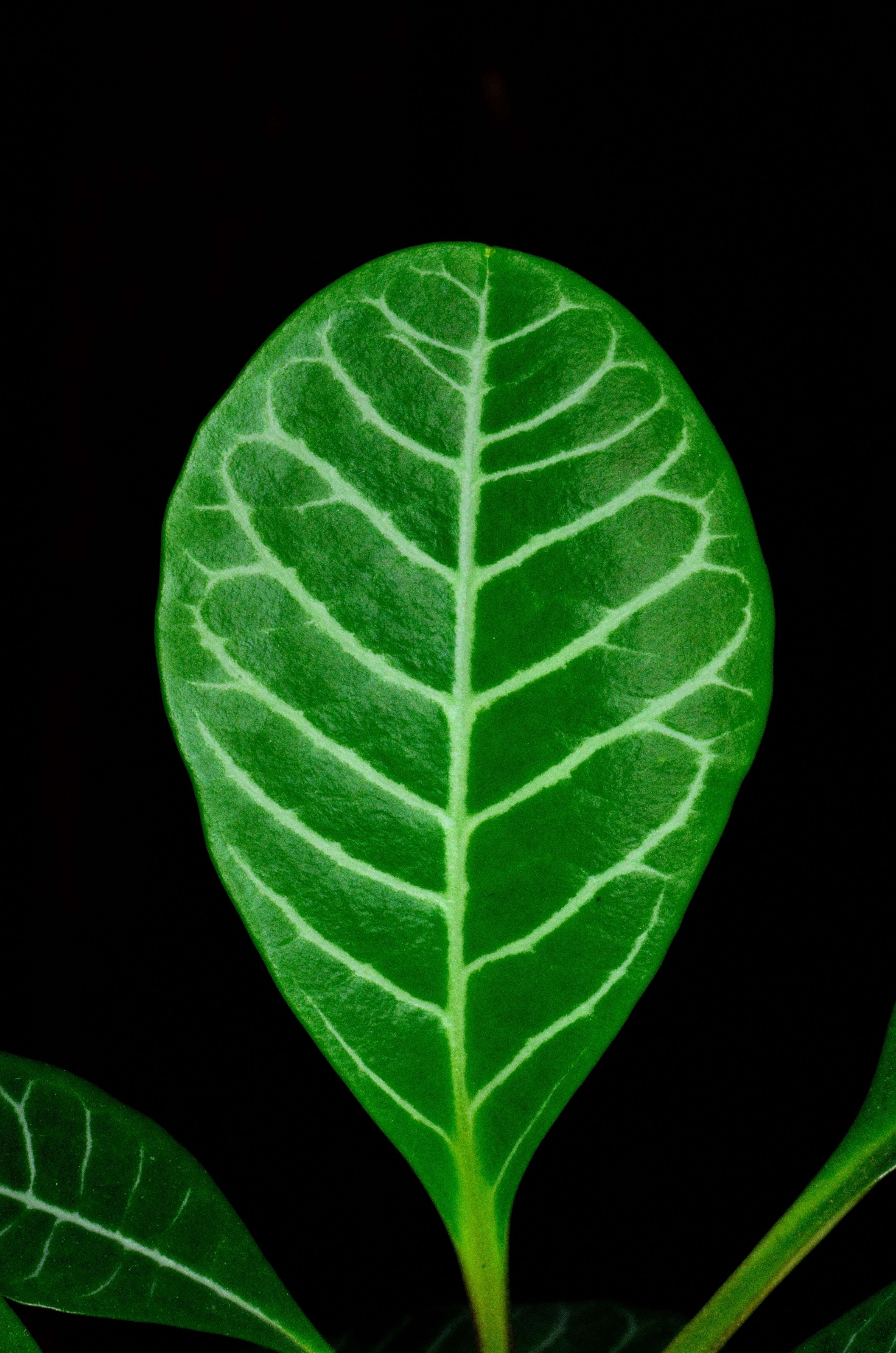 Euphorbia leuconeura Boiss. resmi