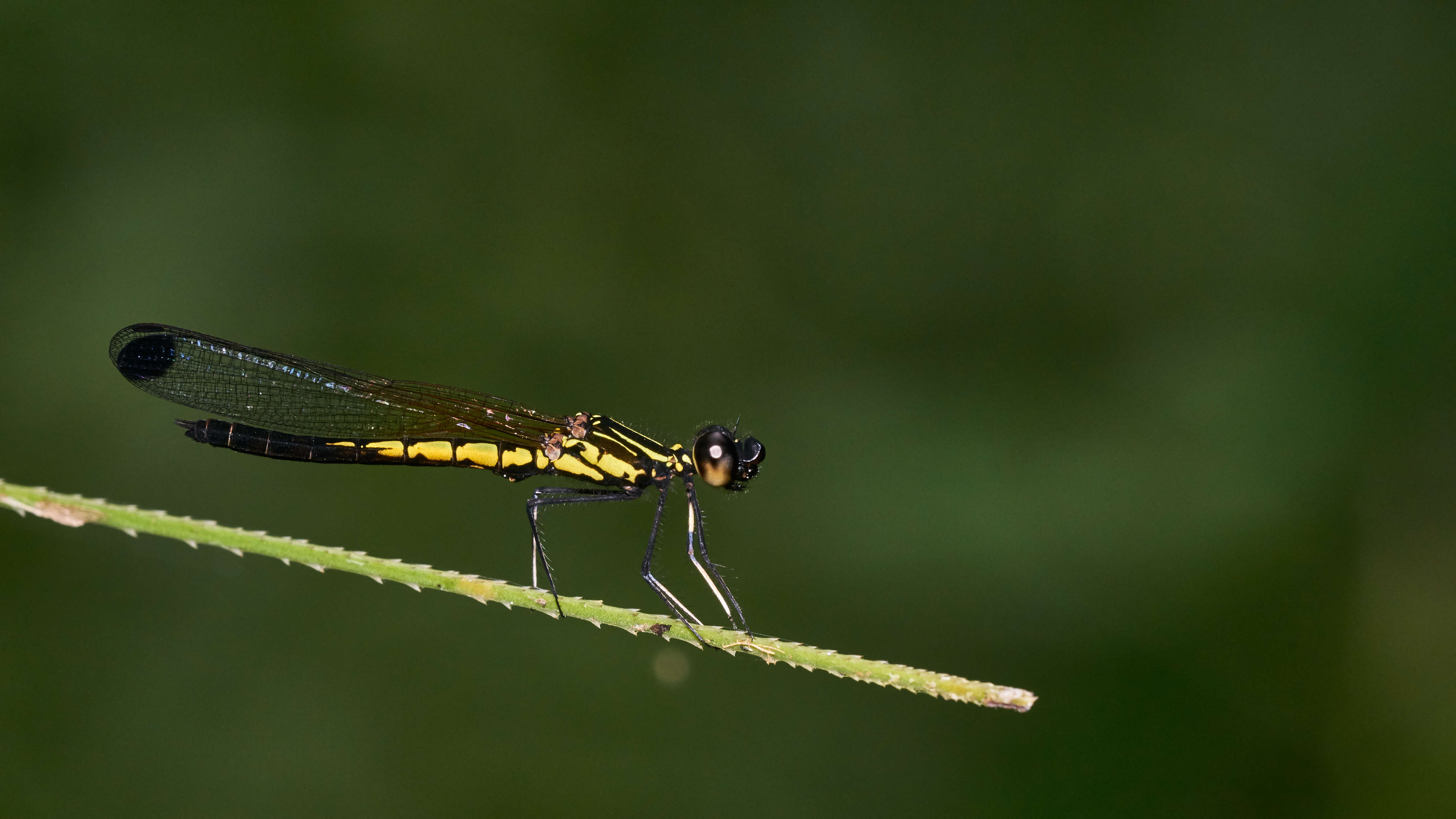 Image of Libellago indica (Fraser 1928)