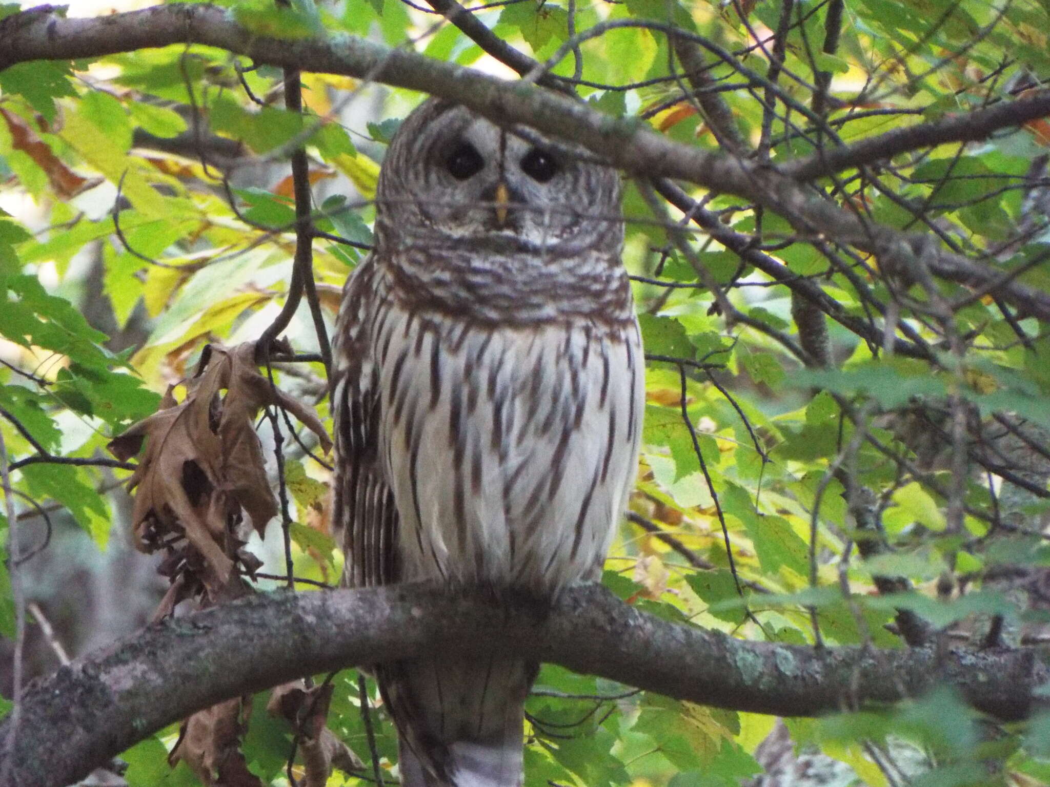 Image of Strix varia varia