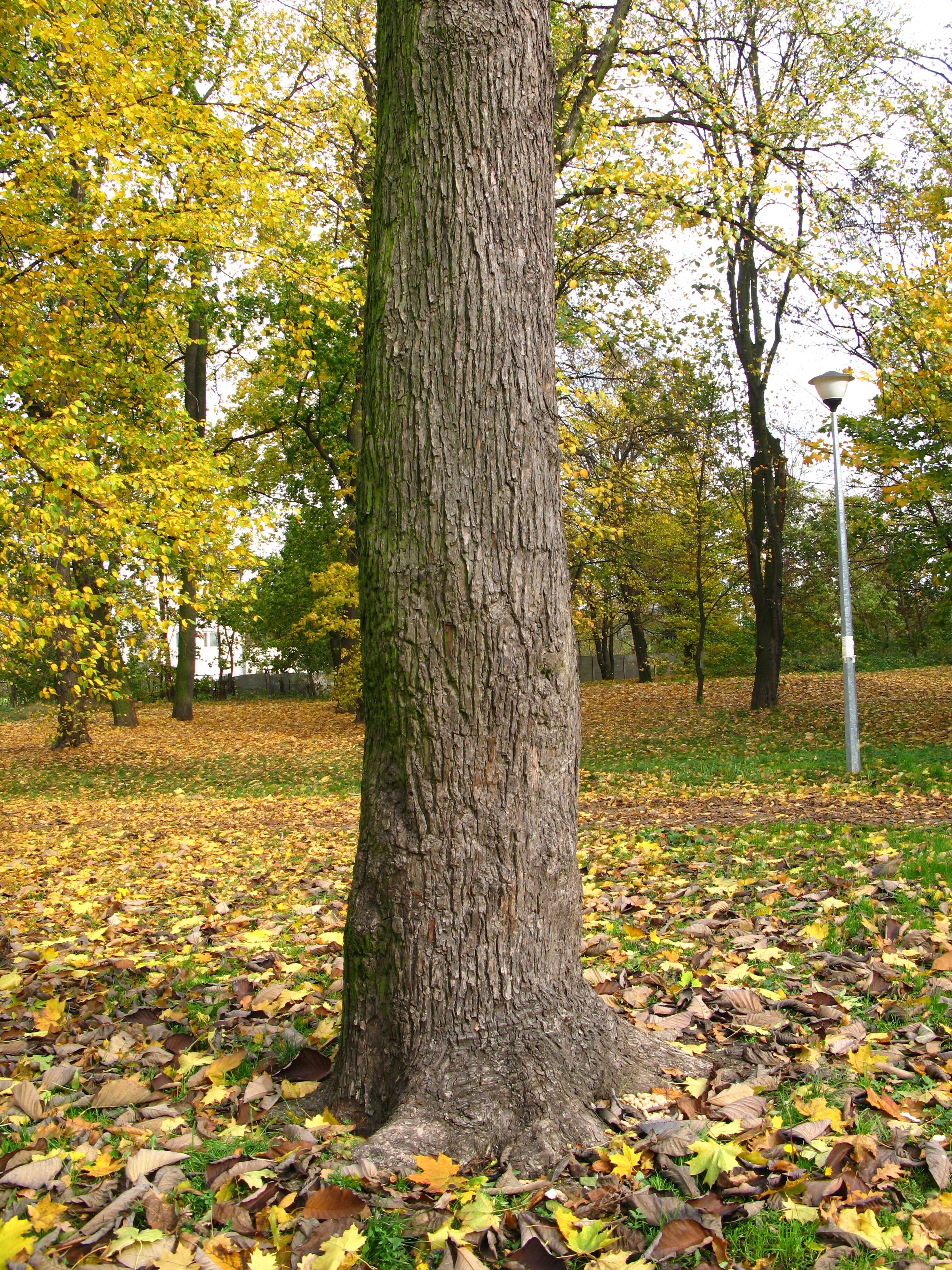 Image of Cucumber Magnolia