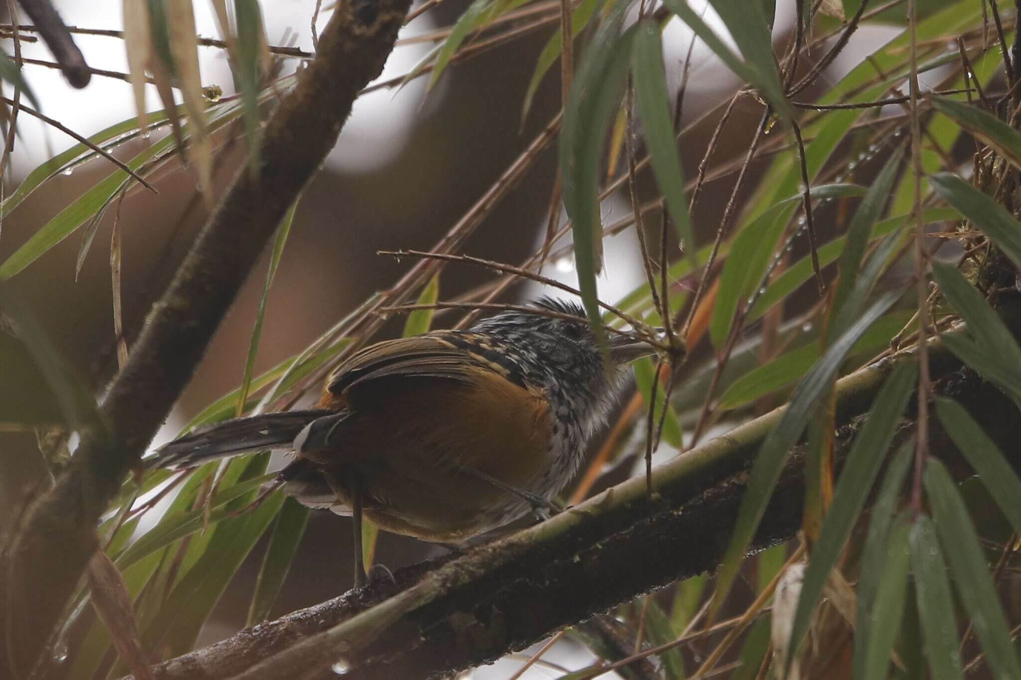 Image of Streak-headed Antbird