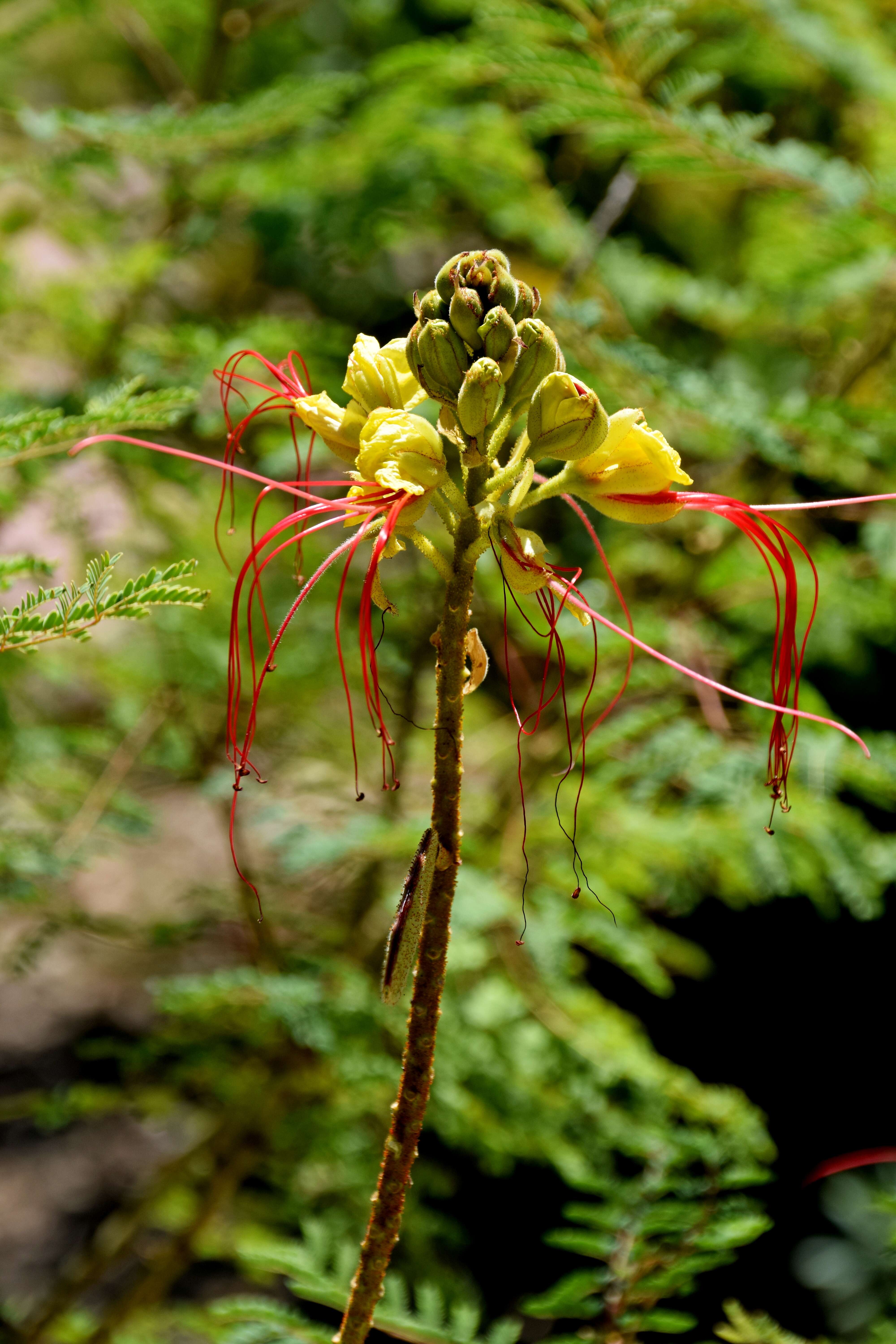Image of bird-of-paradise shrub