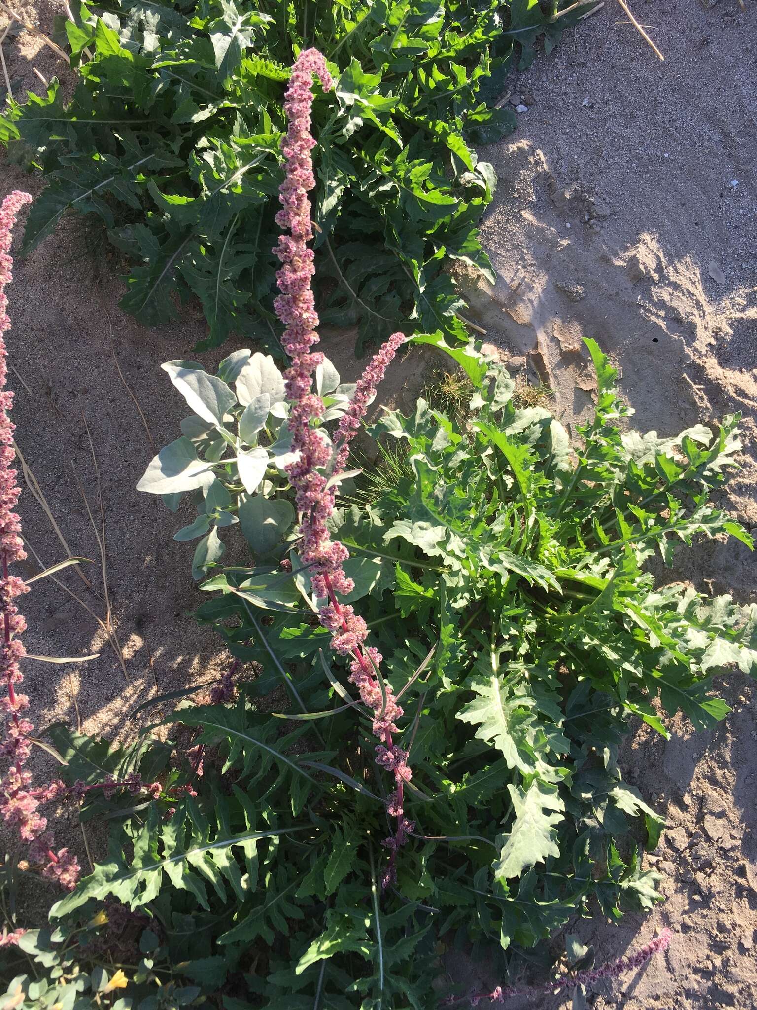 Image of fringed amaranth