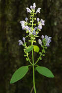 Image of pineland skullcap