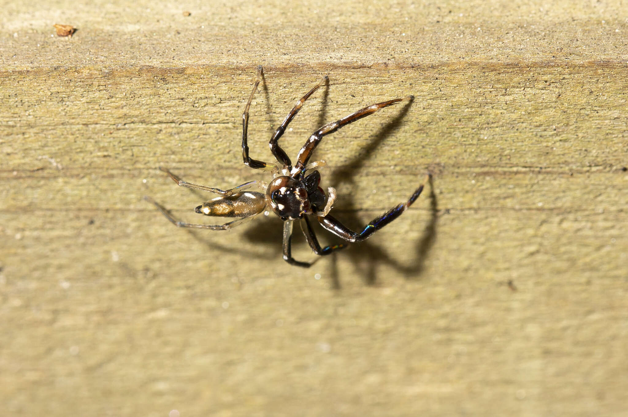 Image of Tauala lepidus Wanless 1988