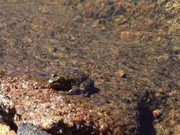 Image of Sierra Nevada Yellow-legged Frog