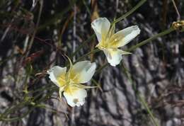 صورة Calochortus palmeri var. palmeri