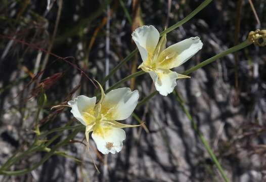 Image of Palmer's mariposa lily