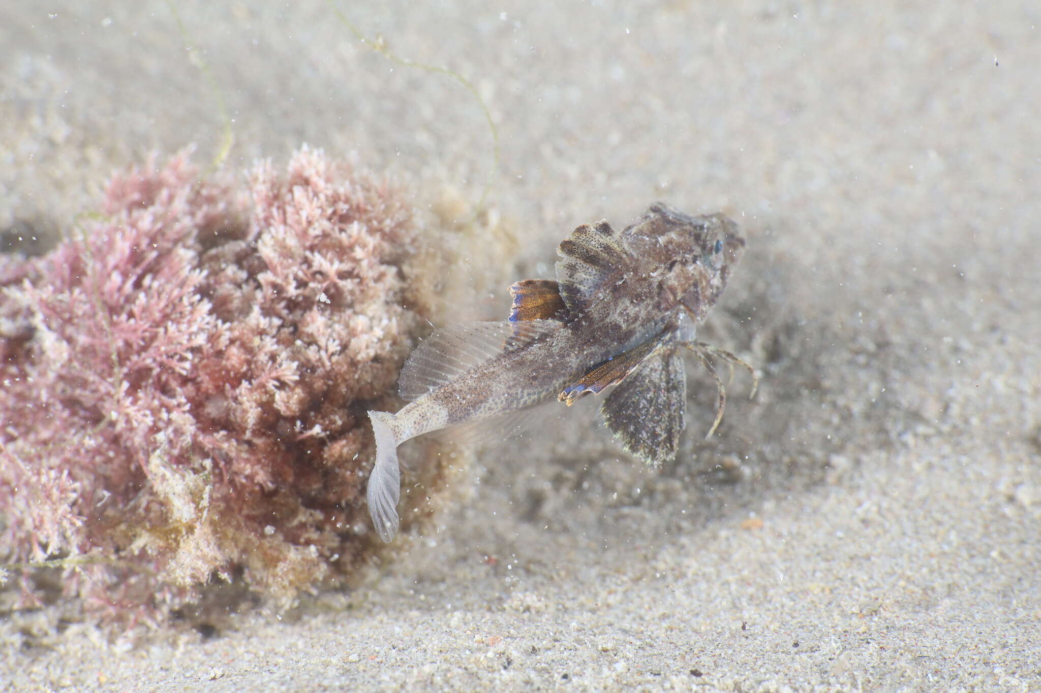 Image of Sapphirine Gurnard