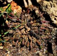 Image of Lady-finger Cactus