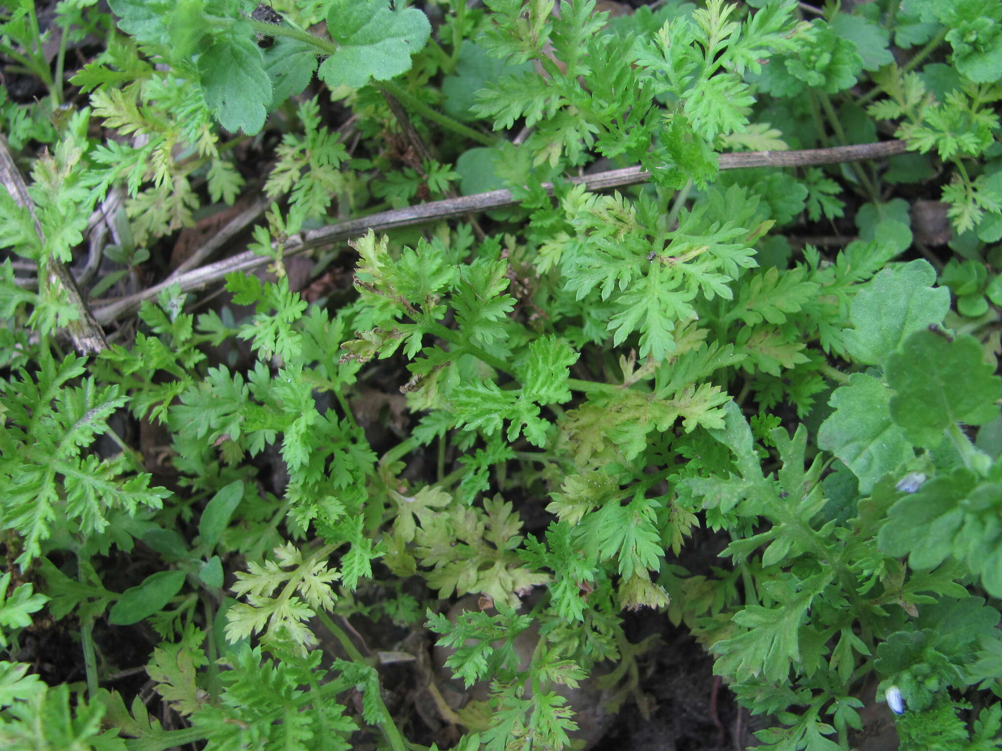 Image of Paraperonospora sulphurea (Gäum.) Constant. 1989