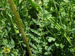 Imagem de Filipendula vulgaris Moench