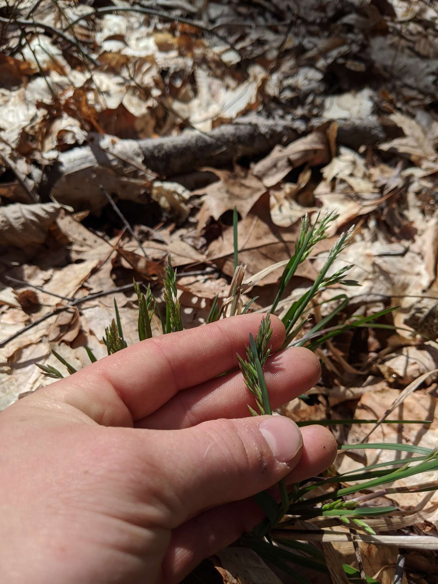 Image of early bluegrass