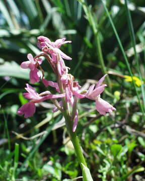 صورة Orchis laeta Steinh.