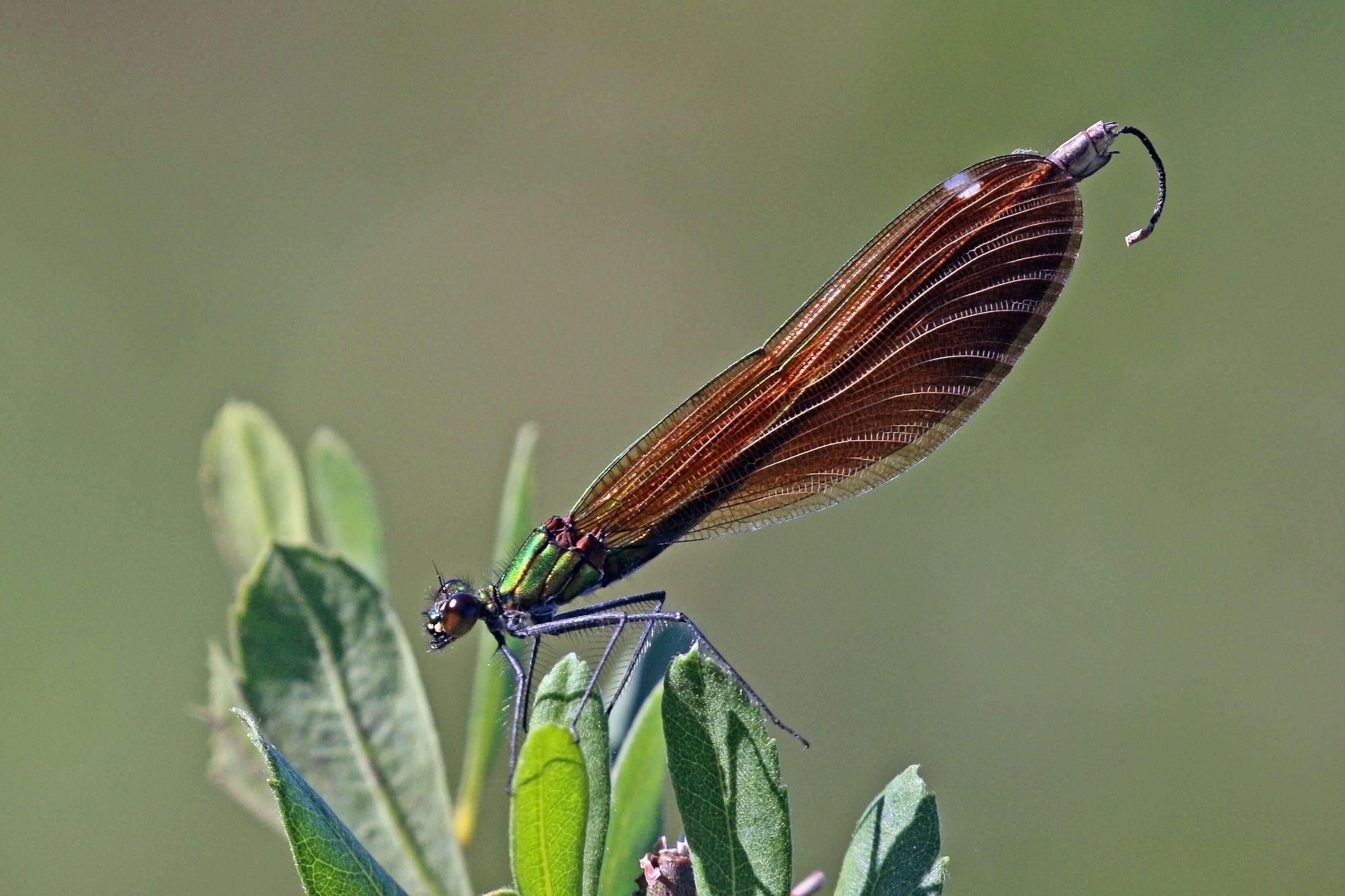 Image of Beautiful Demoiselle