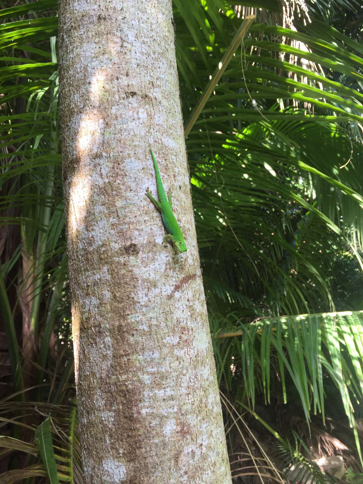 Слика од Phelsuma sundbergi Rendahl 1939