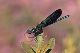 Image of Beautiful Demoiselle