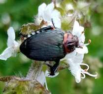 Image de Strigoderma sulcipennis Burmeister 1844