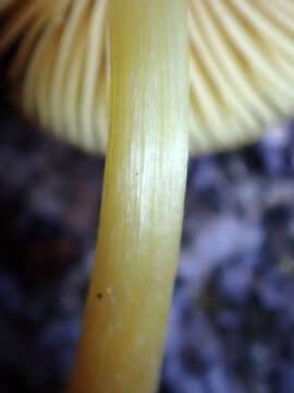 Image of Pluteus pauperculus E. Horak 2008